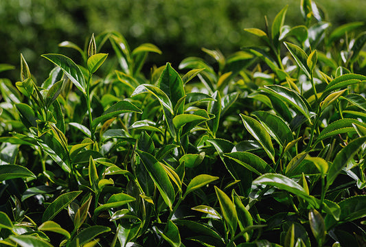 Unlock the Power of Yerba Mate: Transform Your Skincare Routine