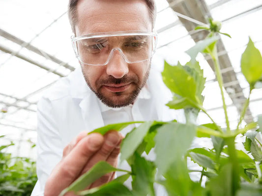 Yerba Mate Formula skin