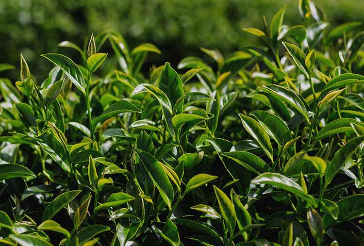 Unlock the Power of Yerba Mate: Transform Your Skincare Routine