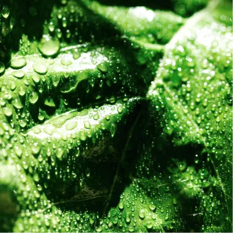 Green tint technology ingredient