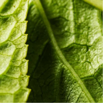 Yerba Mate ingredient