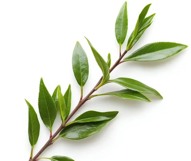 Yerba mate